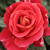 Rdeča - Vrtnice Floribunda - Alcazar